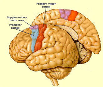 SMA epilepsy clinical feature