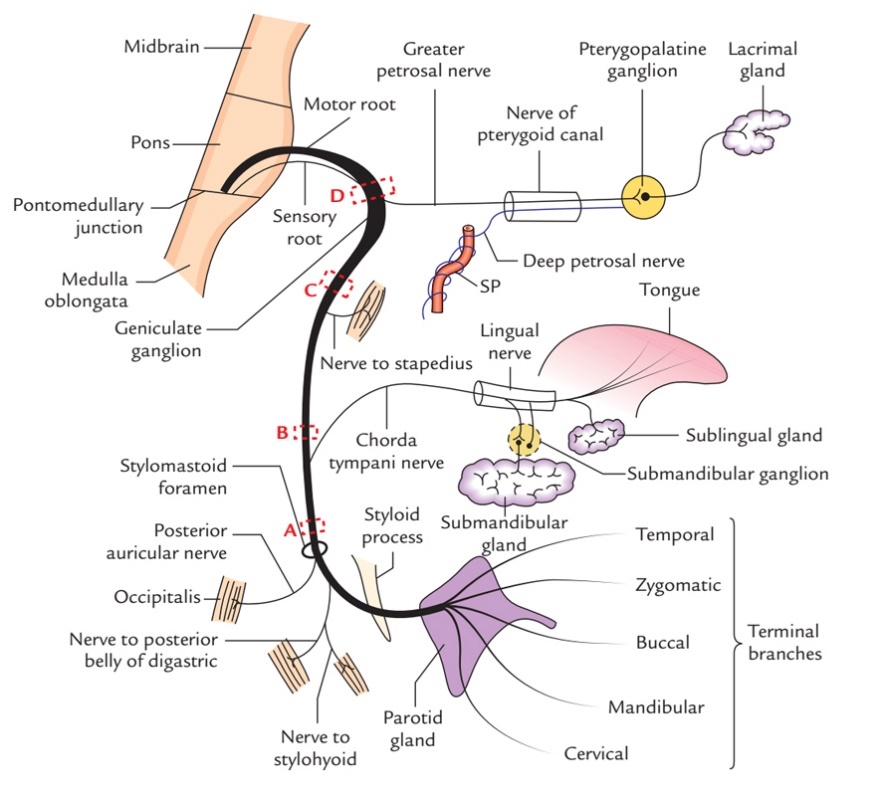 안면신경의 해부학적 구조와 분지 경로. Greater petrosal nerve, Stapedius nerve, Chorda tympani의 분지 지점을 보여줌.