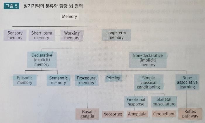 기억의 분류 체계 도표