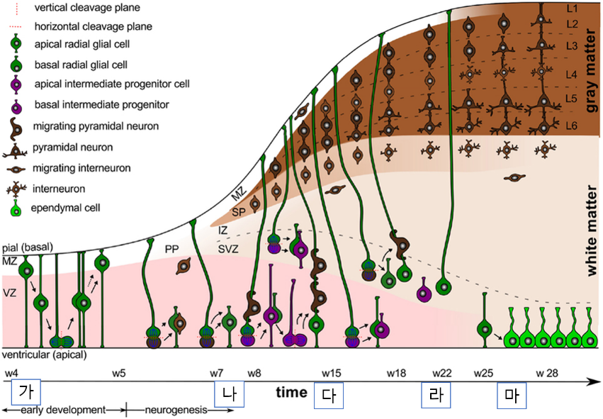 태아 뇌 발달 단계 도식: Neurulation, Proliferation, Migration, Organization, Myelination 과정