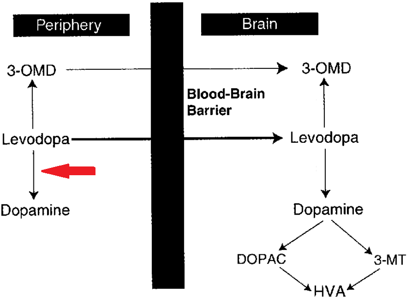 L-dopa 대사 경로도