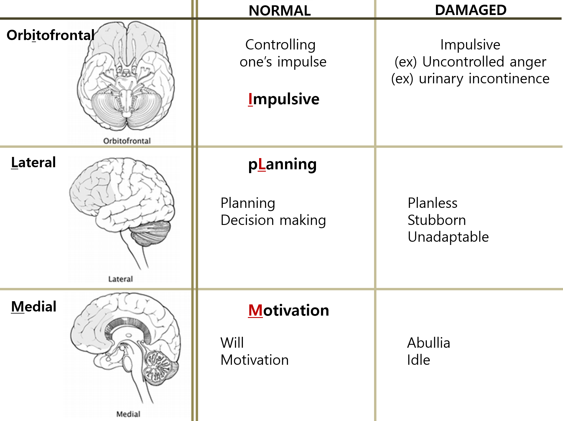 Frontal Lobe Functional Anatomy