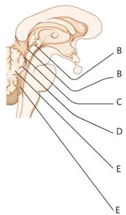 뇌줄기(Brainstem)의 확대도로, 위에서부터 중뇌(B), 상부 교뇌(C), 하부 교뇌(D), 연수(E)를 각각 가리키는 지시선