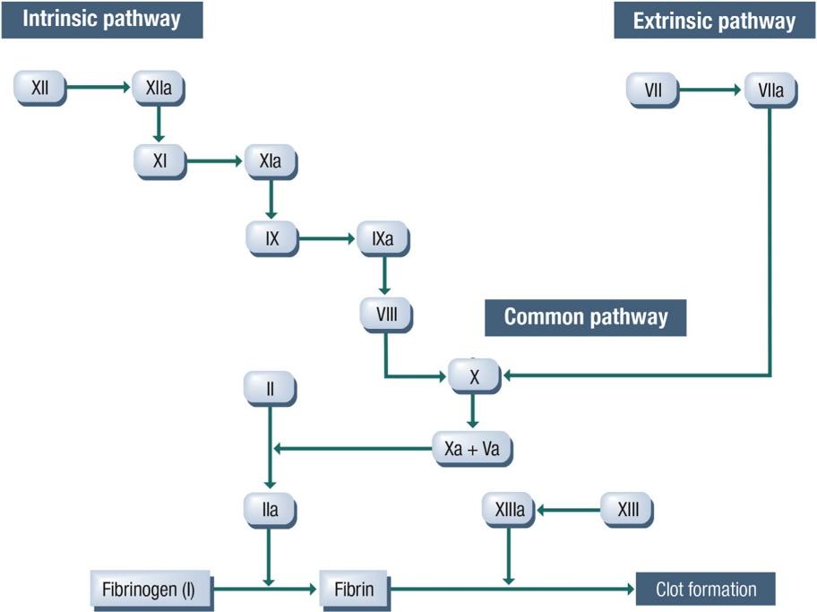 Coagulation Cascade Diagram: 응고 연쇄 반응의 각 단계를 ㄱ~ㅁ으로 표시한 모식도. ㅁ은 Fibrinogen이 Fibrin으로 전환되는 최종 단계를 가리킴